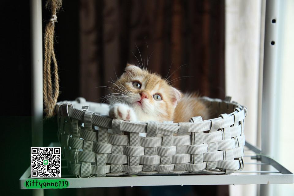 แมวสก็อตติชโฟลด์แท้แบ่งเลี้ยง รูปที่ 7