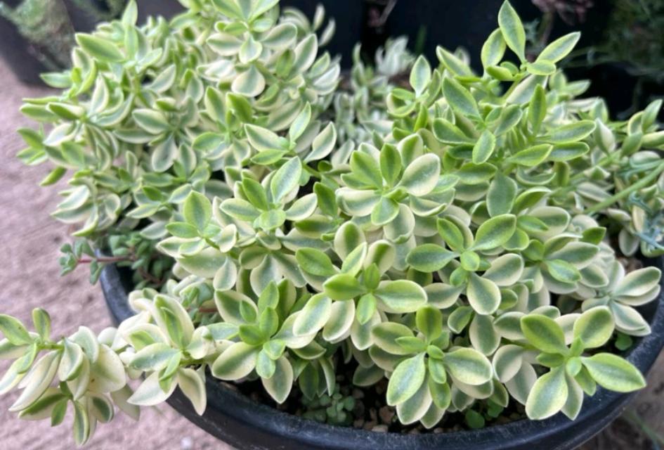 Crassula ช่อใหญ่ 2