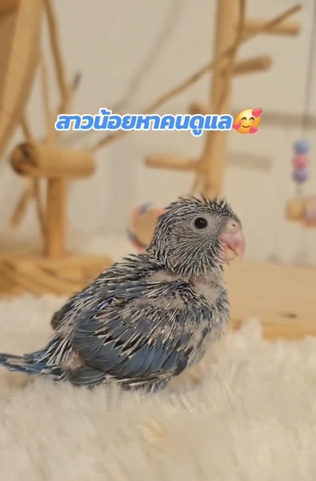 ฟอพัสตัวเมีย สีโคบอลต์ 1
