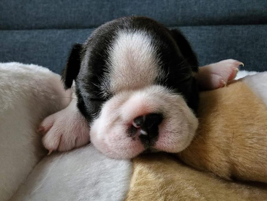 Boston Terrier พร้อมย้ายบ้าน