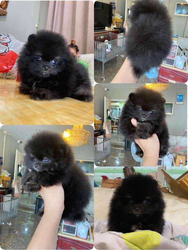 จำหน่ายลูกปอมเมอเรเนียนแท้ ส่งฟรี มีประกันสุขภาพ