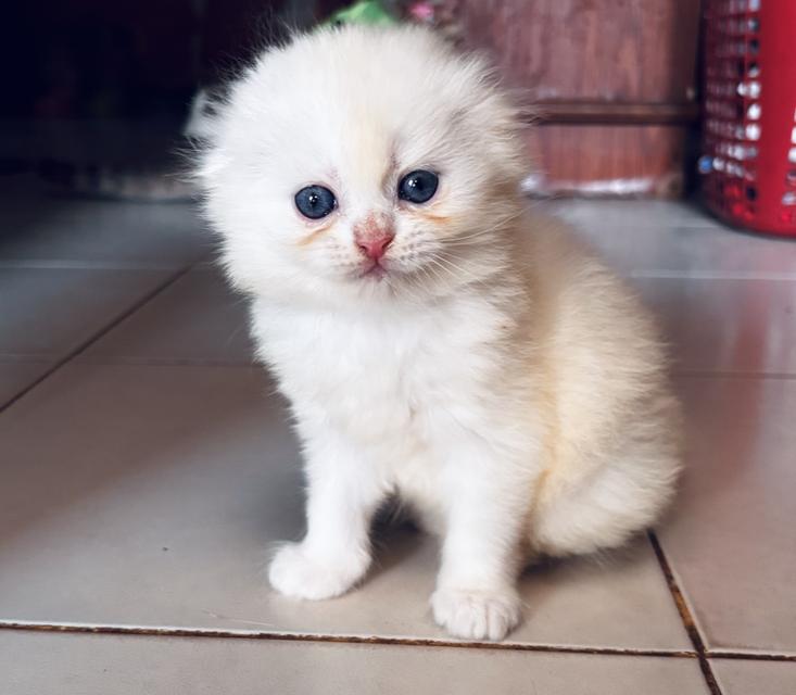 เปิดจองแมวสก็อตติชแท้