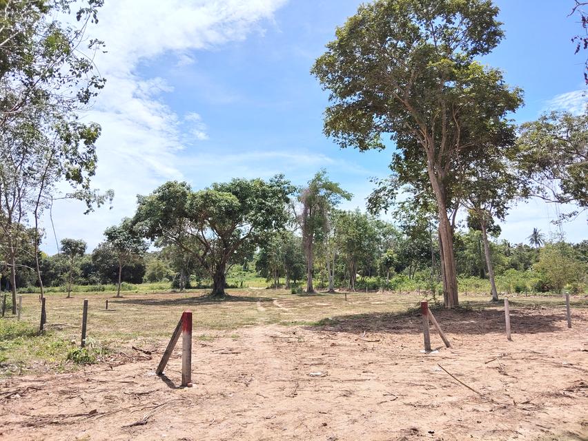 ที่ดิน 4 ไร่ เกาะสมุย 10