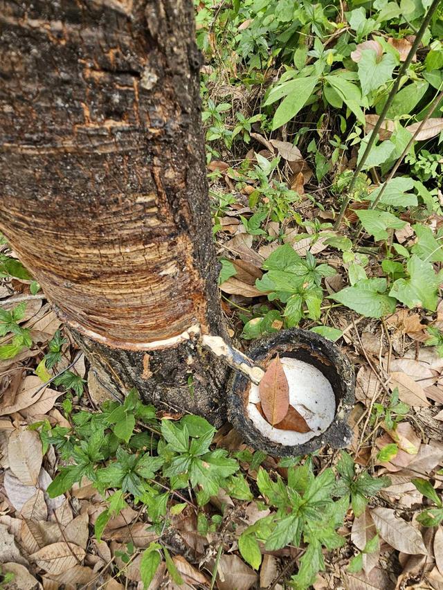 ขายที่ดินสวย 28 ไร่ ใกล้ถนนสุขุมวิท แกลง จ.ระยอง ที่ดินแปลงใหญ่ ทำเลดีมาก 7