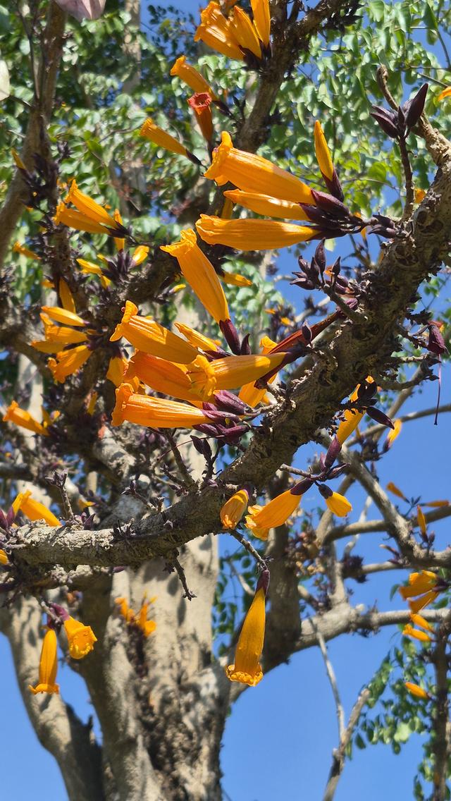 บ้านโครงการ Holiday Park ปากข่อง  5 ห้องนอน 5 ห้องน้ำ บ้านสไตล์บาหลี บนพื้นที่ 1 ไร่ 12