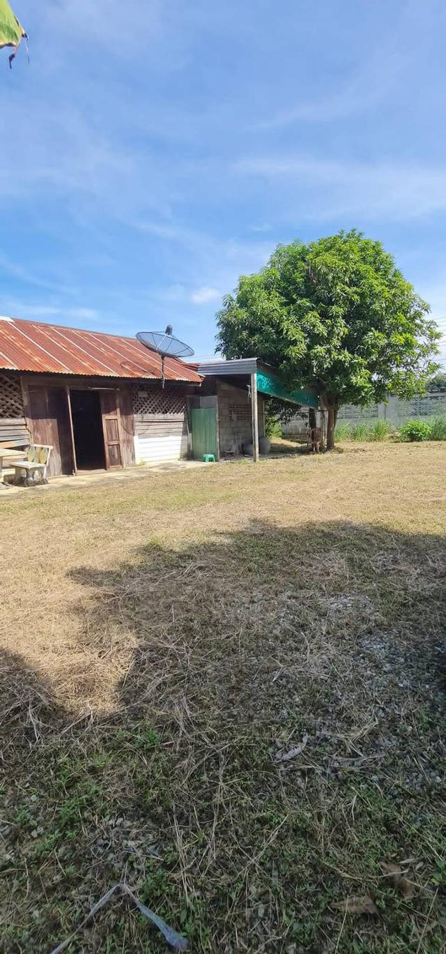 ที่ดินพร้อมบ้านไม้เก่า 3