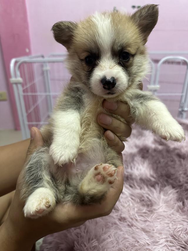 สุนัขคอร์กี้ คอร์กี้ขาสั้น 