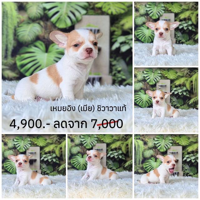 ชิวาวาแท้ ขนสั้น พร้อมย้ายบ้าน รูปที่ 5