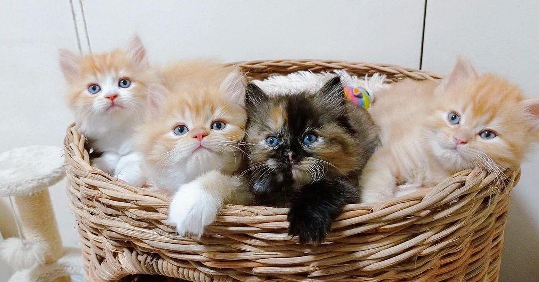 Exotic Shorthair Kittens  WhatsApp me : +66 63 826 3042