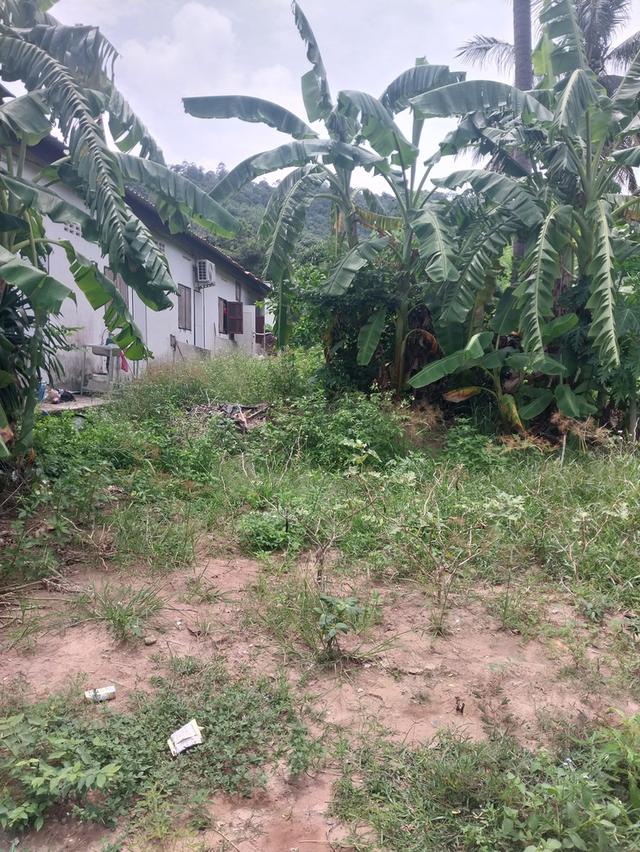 ขายที่ดินขนาด100ตารางวาบนเกาะสมุย 4