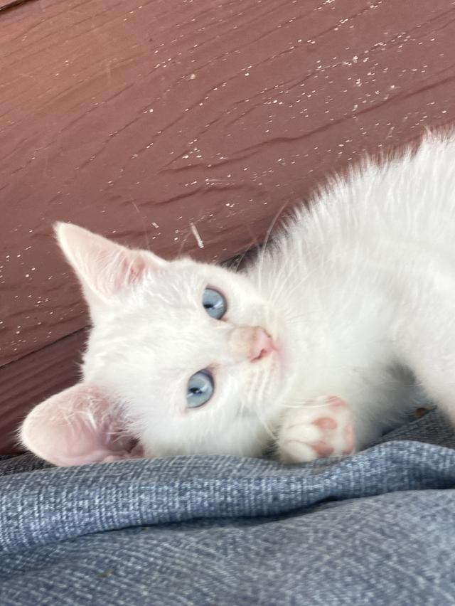 [เด็กๆพร้อมย้ายบ้านทั้ง3]พ่อพันธุ์ แม่พันธุ์ ไม่แบ่งครับ | แมวสายพันธุ์ขาวมณี(The White Pearl),แมวสายพันธุ์สก็อตติชโฟลด์(Scottish fold) รูปที่ 7