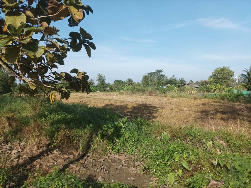 ขายที่ดิน1ไร่ ต.ป่าป้อง อ.ดอยสะเก็ด จ.เชียงใหม่ 3