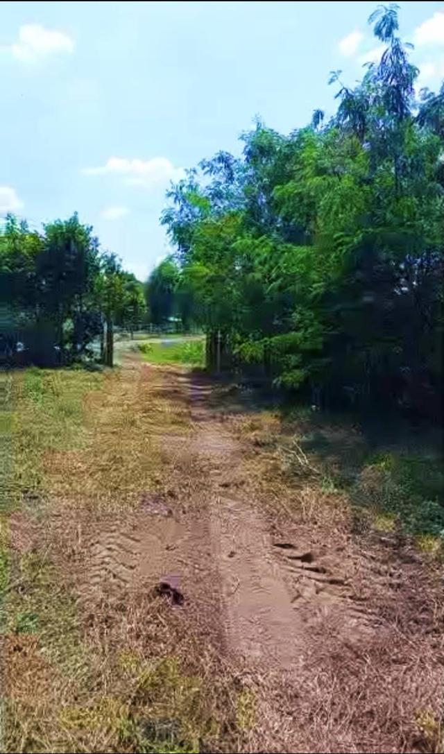 ที่ดินจำนวน 5 ไร่สระกระโจม ดอนเจดีย์ สุพรรณบุรี 14