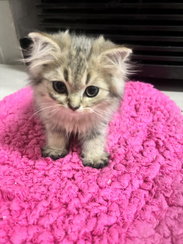 ลูกแมว 6