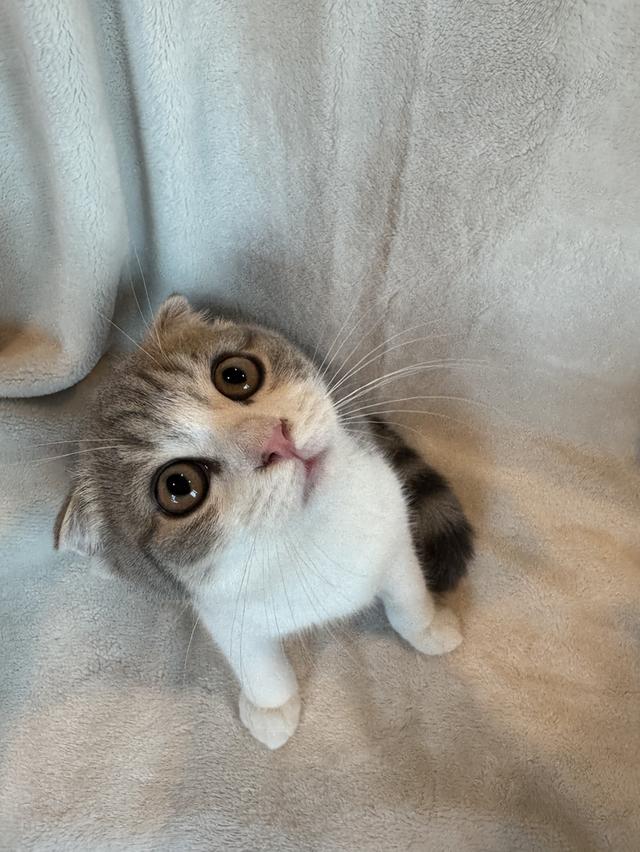 คนขายเลี้ยงเองค่ะ สก็อตติสโฟล์ด ผู้ รูปที่ 4