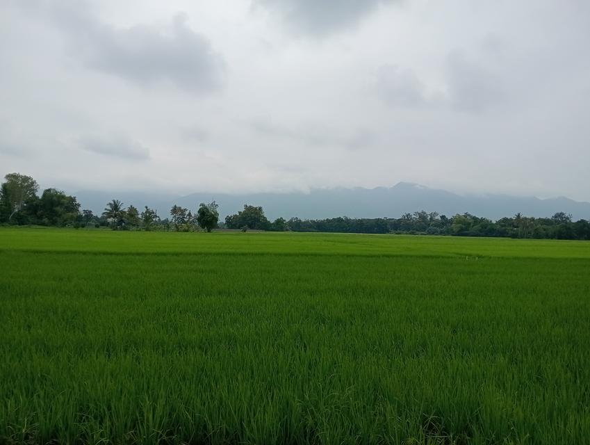 บ้านพร้อมที่ดิน 2 ไร่ 2 งาน 17 ตรว. 11