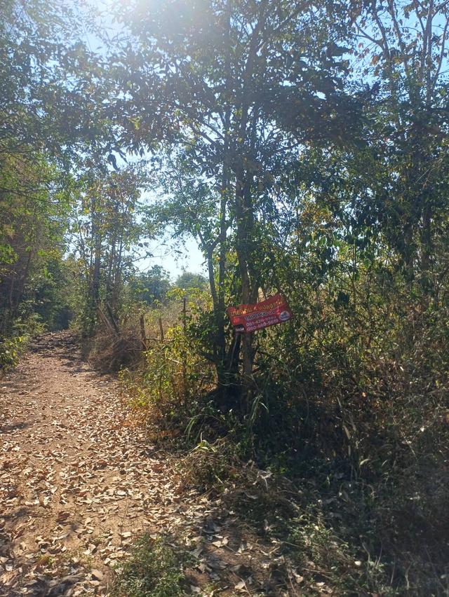 ขายที่ดินเปล่า12ไร่ 2งาน 97 ตรว บ้านนางแตน ตำบลท่าผา อำเภอเกาะคา จังหวัดลำปาง 1