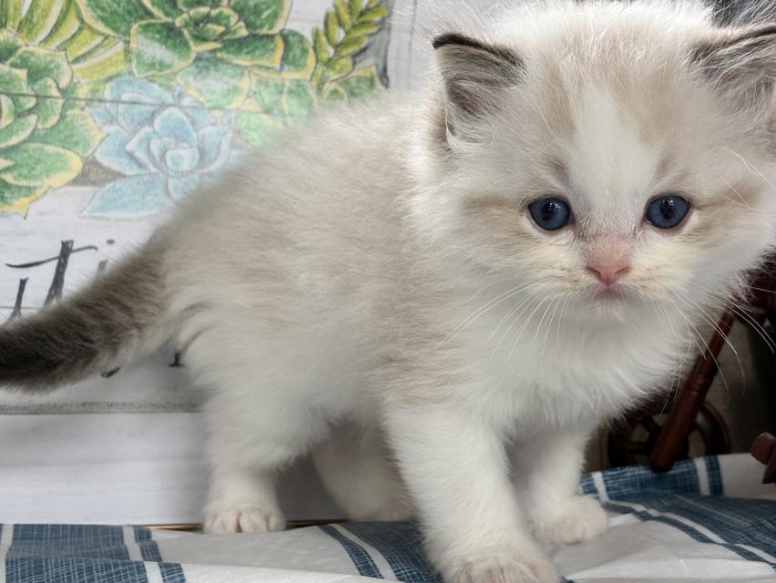 Ragdoll  5