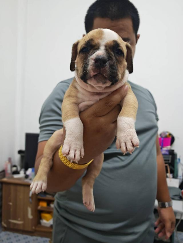 American bully3,500-5,500฿ อเมริกันบูลลี่สายพันธุ์แท้ราคาไม่แรง🏡p'tigerขอนแก่น 3,500-5,500฿ 10