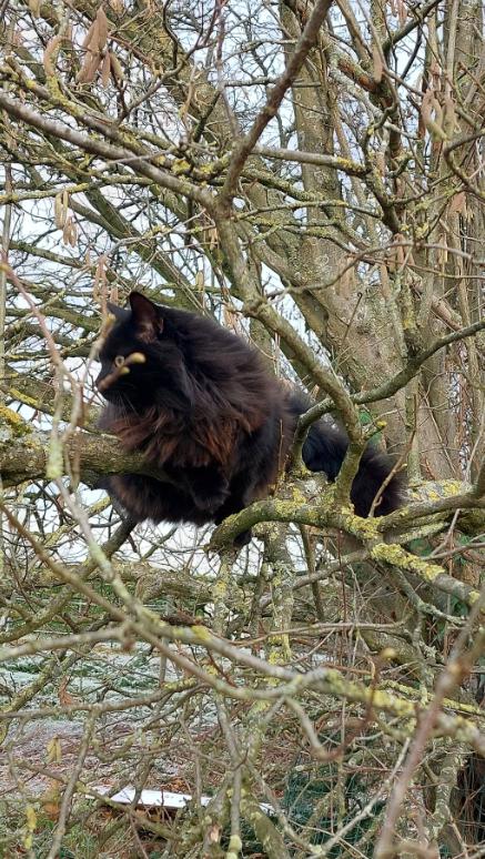 Norwegian Forest ขนสีเข้ม ขนดกสวย 5