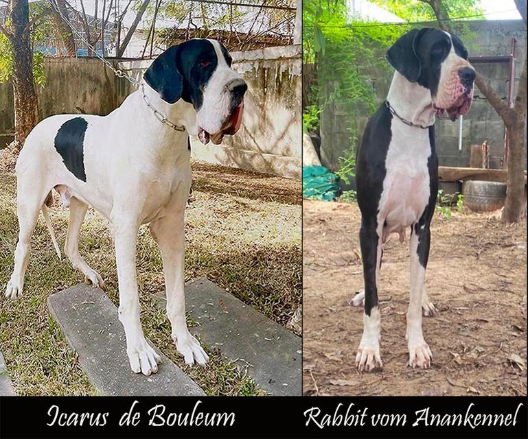 Great dane female for sale เกรทเดนเพศเมียลูกนอก 3