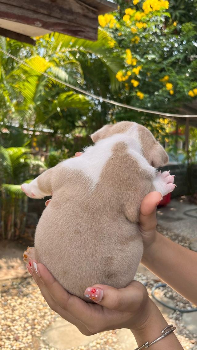 อเมริกันบูลลี่ เอ็กโซติก เพศผู้
