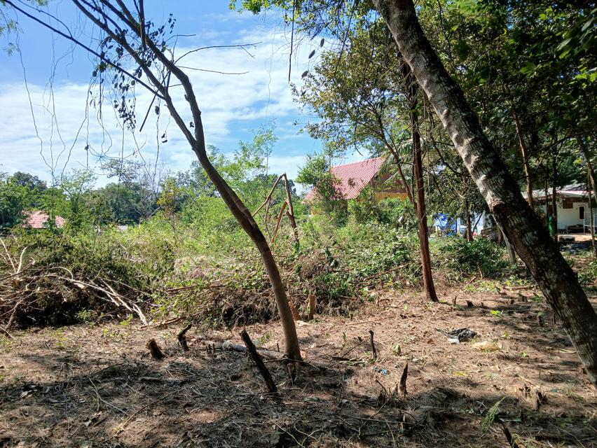 ขายที่ดินเปล่าโฉนด 1 งาน 14 ตร.ว. อยู่ในชุมชน ต.นาชะอัง อ.เมืองชุมพร ห่างศาลากลางจังหวัดเพียง 3 กม. ที่เนินปลอดภัยจากน้ำท่วม เจ้าของเองครับ 13