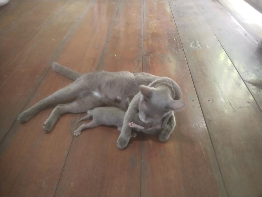 ลูกแมวพันธุ์โคราช สีสวาด รูปที่ 2