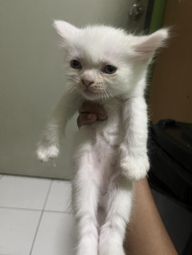 ขายลูกแมววิเชียรมาศกับขาวมนี 7