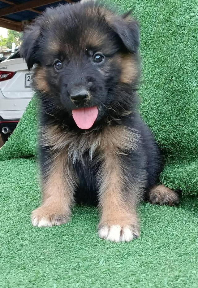 ลูกสุนัขพันธุ์เยอรมันเชพเพิร์ดเเท้