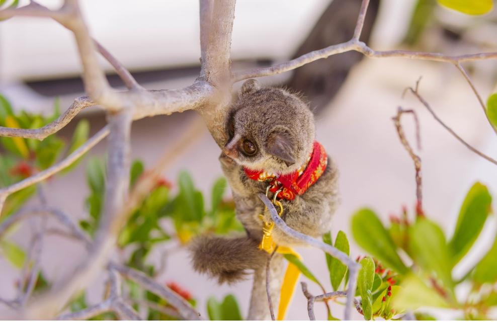 ลิง Bushbaby หลายช่วงวัย รูปที่ 3
