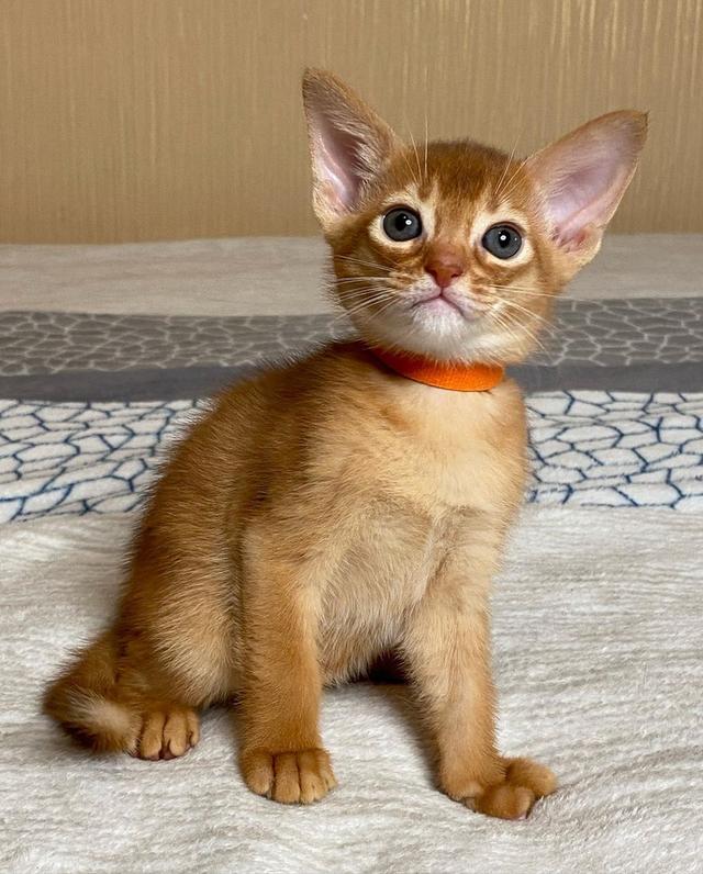 Abyssinian Kittens Ready for adoption
