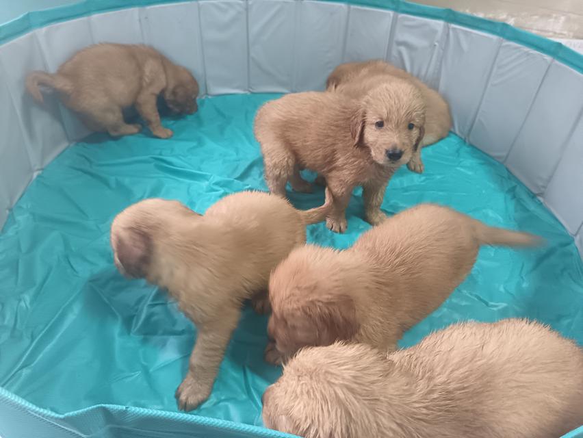 สุนัขโกลเด้นรีทรีฟเวอร์