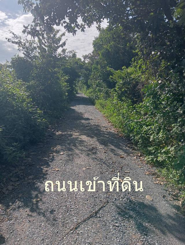 ขายที่ดิน 55 ไร่เศษ ต.ชนวน อ.หนองนาคำ ขอนแก่น ไร่ละ 6 หมื่น 5
