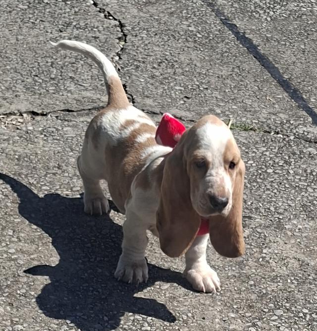 บาสเซ็ตฮาว์ดใบเพ็ดสมาคมพัฒนาพันธุ์สุนัข 12