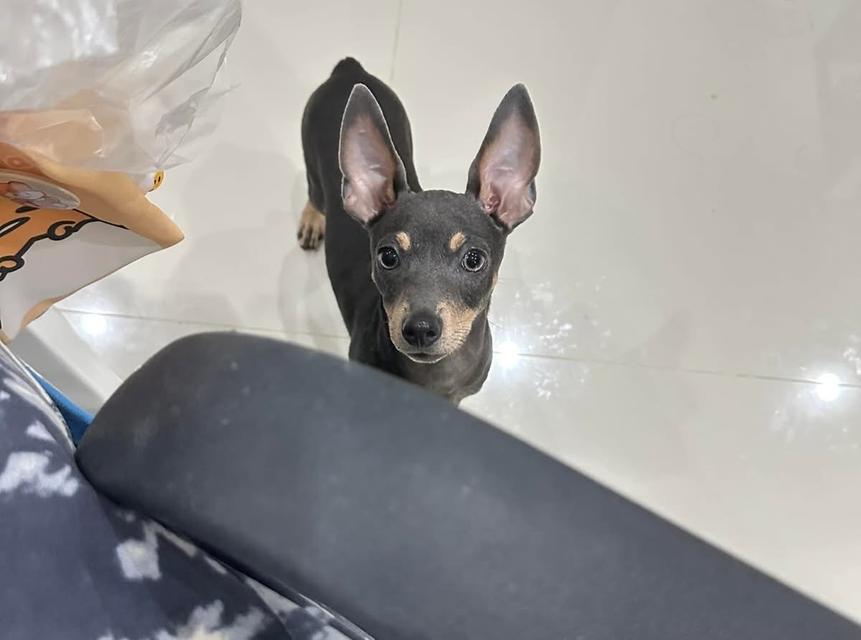 ปล่อยสุนัข Miniature Pinscher