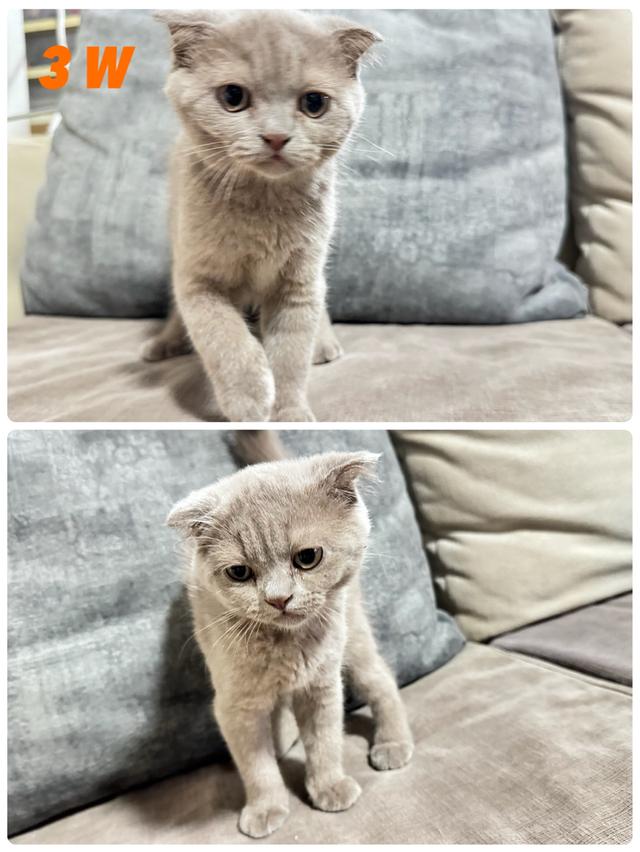 น้องแมวสกอตติช พร้อมย้ายบ้านค่ะ