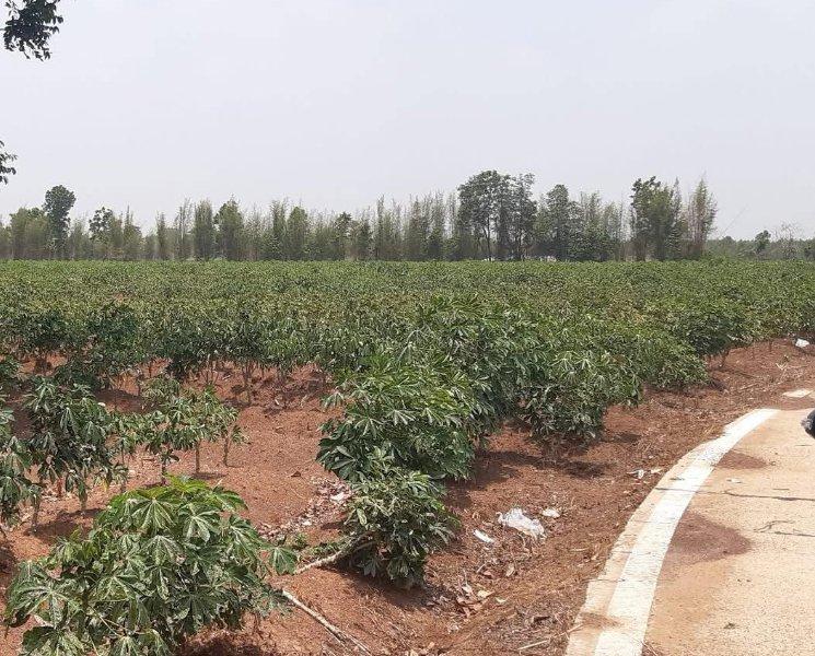 ขายที่ดินกรอกสมบูรณ์ 19 ไร่ ใกล้ถนนสี่เลนสระแก้ว-เขาหินซ้อน359-250เมตร อ.ศรีมหาโพธิ ปราจีนบุรี 1