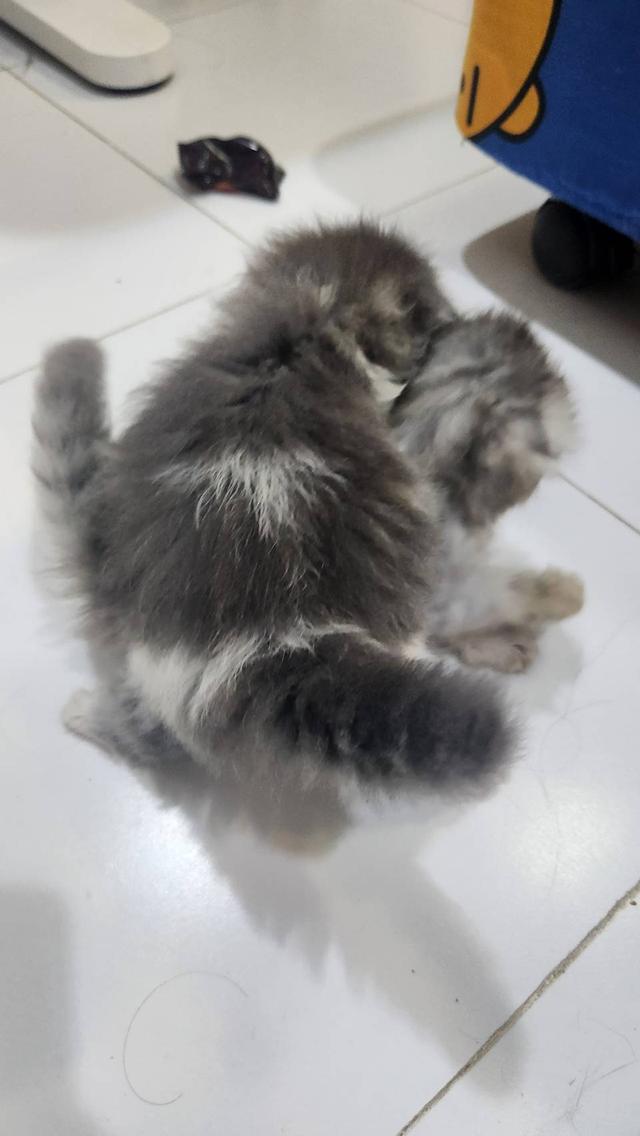 สก๊อตติชโฟวขนยาว 4