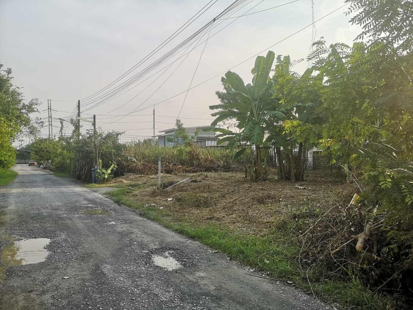 ที่ดินเปล่าถมแล้ว 50 ตารางวา 5
