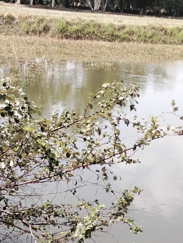 ที่ดินแปลงนา(สามารถทำการเกษตรได้ปลูกบ้านสวนได้ 2