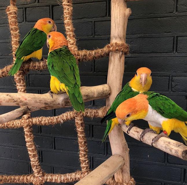 Caique parrots | WhatsApp me : +66 63 826 3042