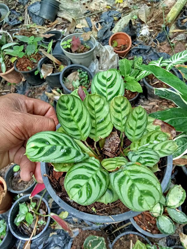 ต้นไม้  ไม้ดอกไม้ประดับ รูปที่ 9