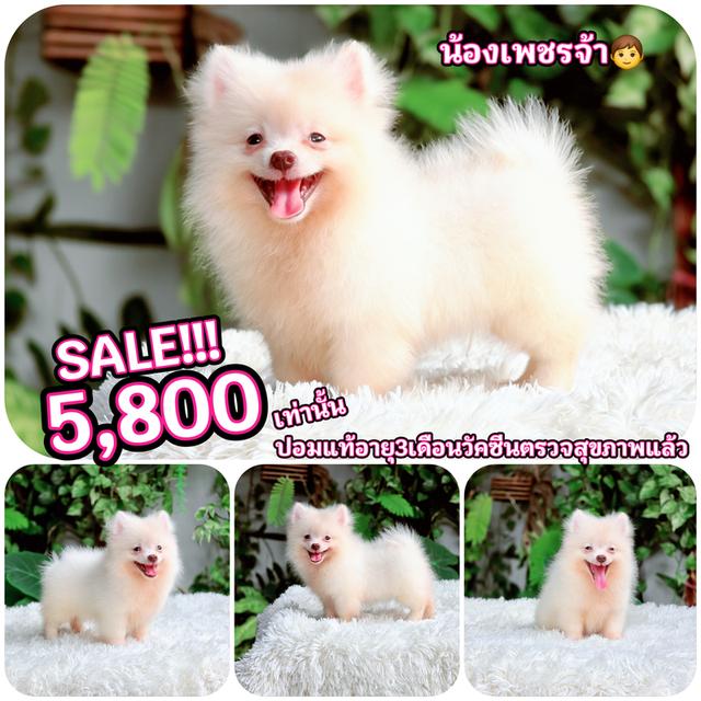 น้องปอมแท้เพศผู้หนุ่มหล่อสีขาวครีมอายุ3เดือนวัคซีนและตรวจสุภาพแล้วพร้อมซนมีส่งปลายทาง