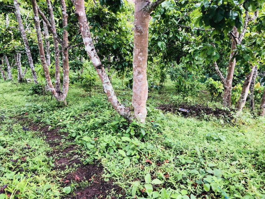 ที่ดิน สวนกระท้อน .................... 7