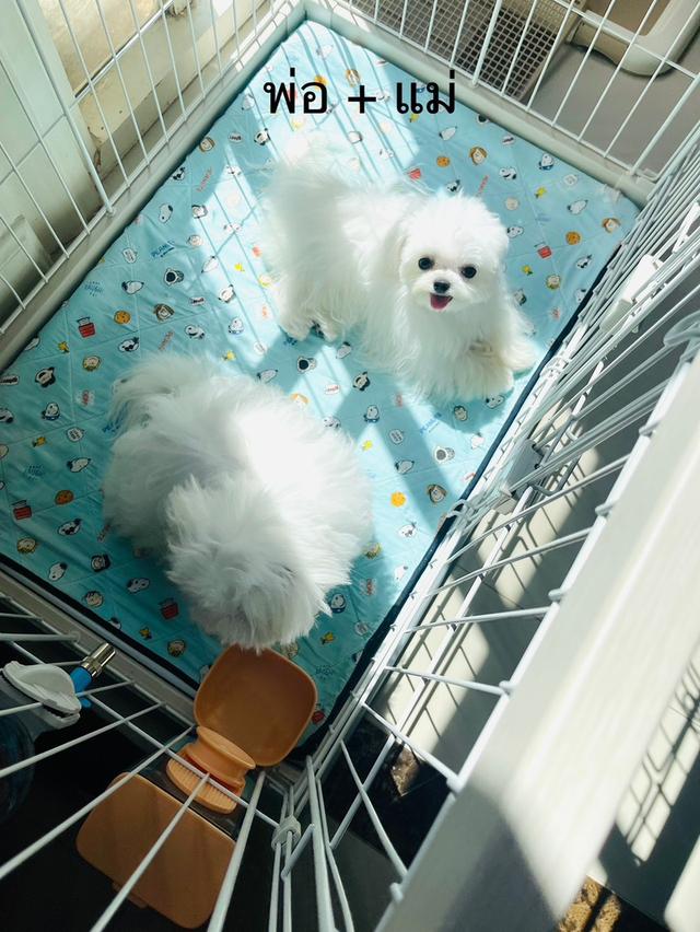 น้องมอลทีสชายและหญิง พ่อแม่ไซด์ T-cup นำเข้าจากเกาหลี