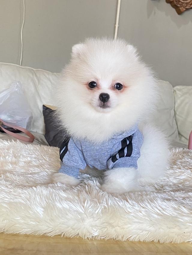 ปอมแท้ อายุ2เดือน มีหลายตัวให้เลือก ราคากันเอง  8