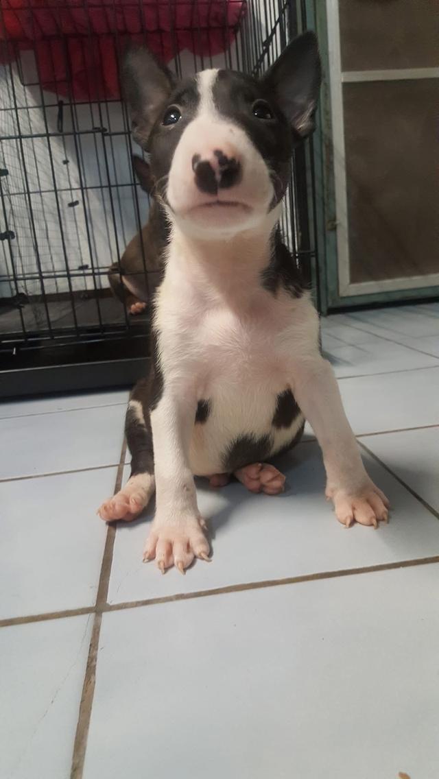 ลูกสุนัข Bull Terrier หาผู้ปกครอง 3