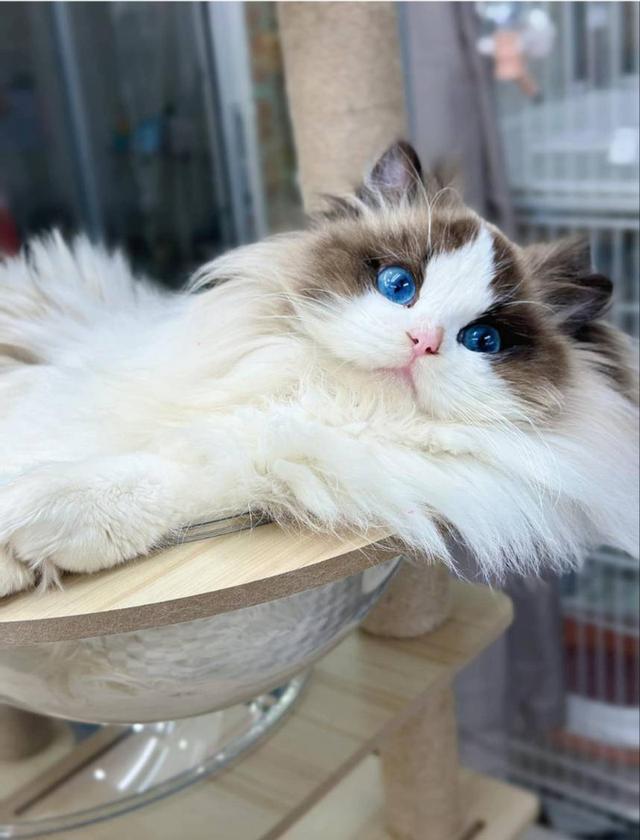 รับผสมพันธุ์จนกว่าจะติดพ่อพันธุ์ Ragdoll นำเข้าหน้าตุ๊กตาผ้า 2