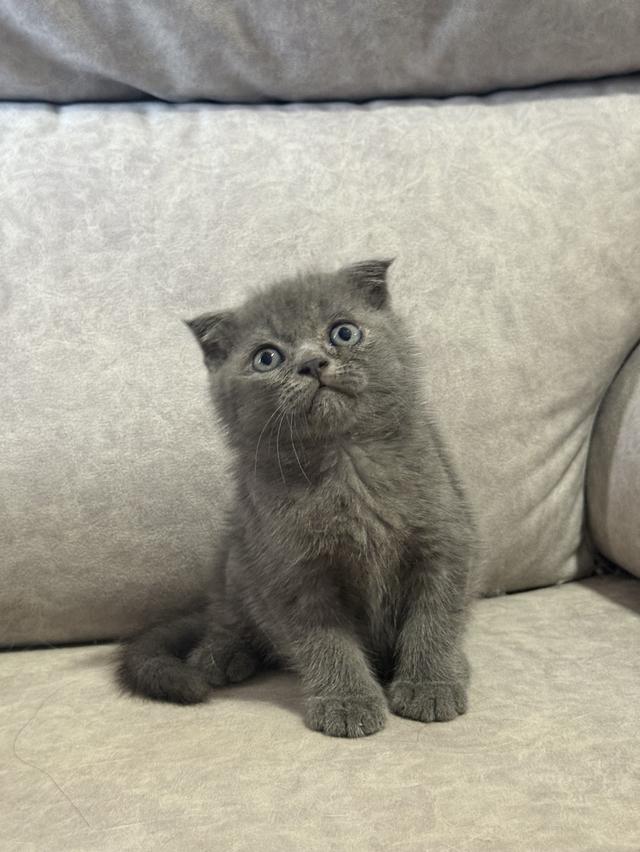 ลูกแมวสก๊อตติชแท้